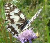 Szachownica polowiec